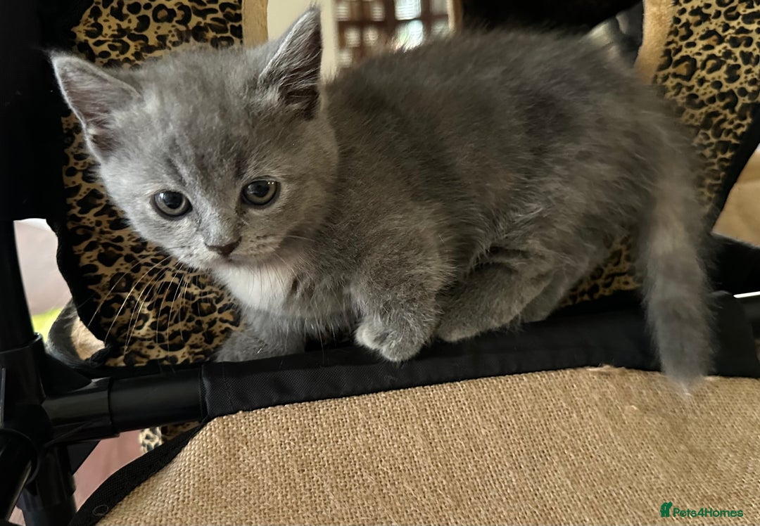 Munchkin cats for sale: Gorgeous cheeky little munchkin kittens available - Image 3