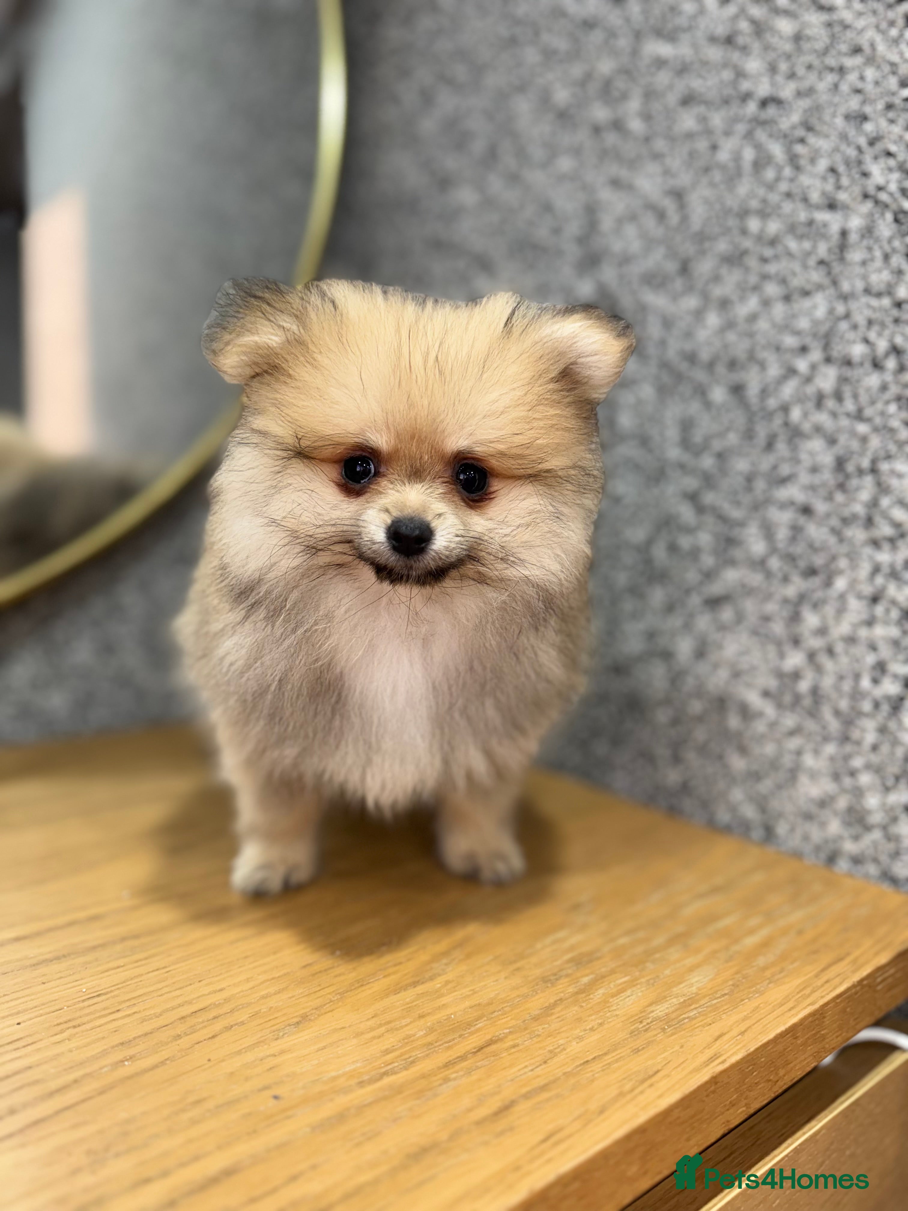 Pomeranian dogs Kc Registered last boy,ready to go! - Advert 2