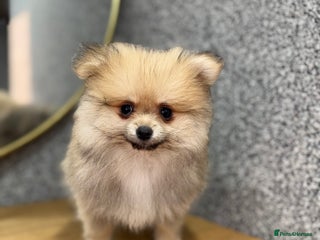 Pomeranian dogs Kc Registered last boy,ready to go! - Advert 4