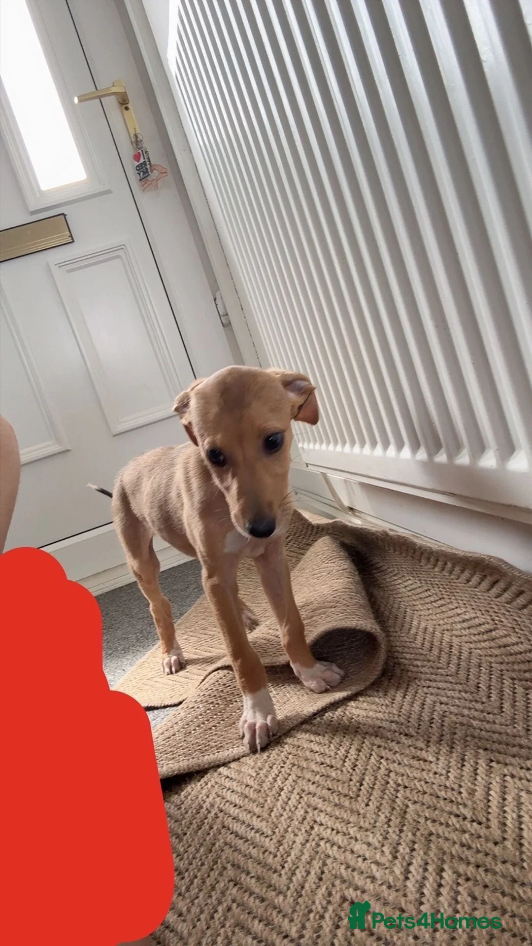 Mixed Breed dogs for sale: Rocky in Middlesbrough - Advert 1