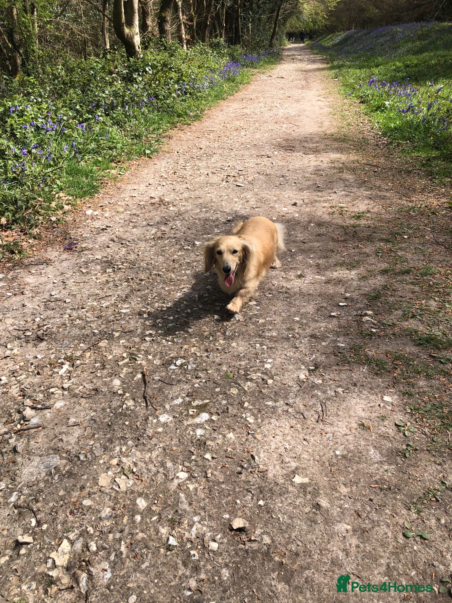 Miniature Dachshund dogs  K.C Reg Miniature Dachshunds L/H - Advert 4