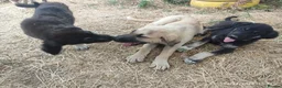 Mixed Breed dogs for adoption: Masiey 4,5 months Macedonian rescue pups - Advert 4