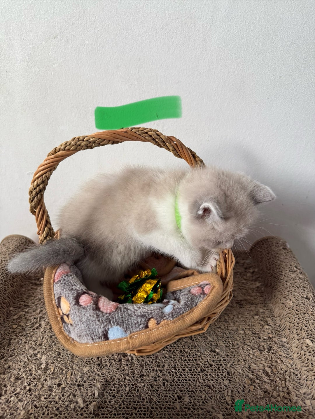 British Shorthair cats for sale: Bsh ragdoll kittens  - Advert 7