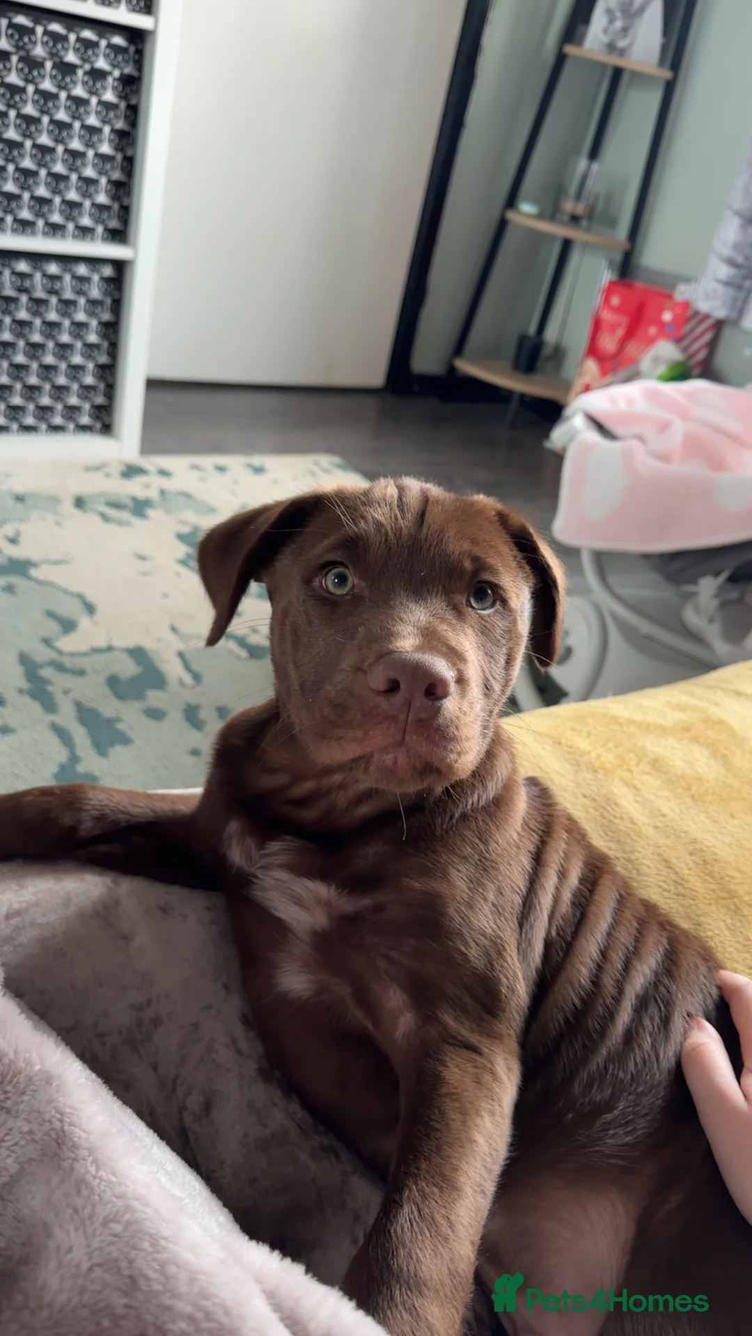 Mixed Breed dogs for sale: Chocolate staff puppy - Advert 3