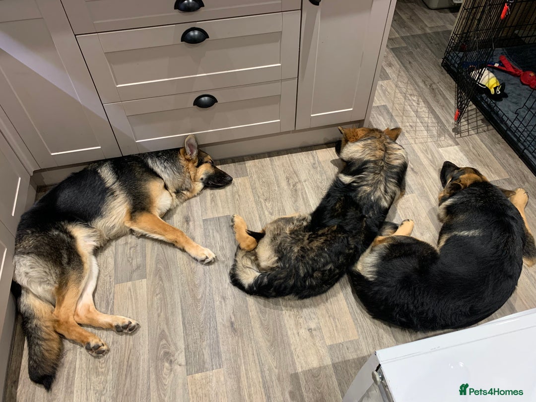 German Shepherd dogs for sale: REX - German Shepherd Boy - 15 months old  - Image 15