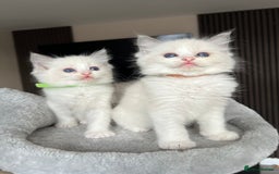 Ragdoll cats for sale: REGISTERED Ragdoll kittens HCM/PKD clear - Image 38