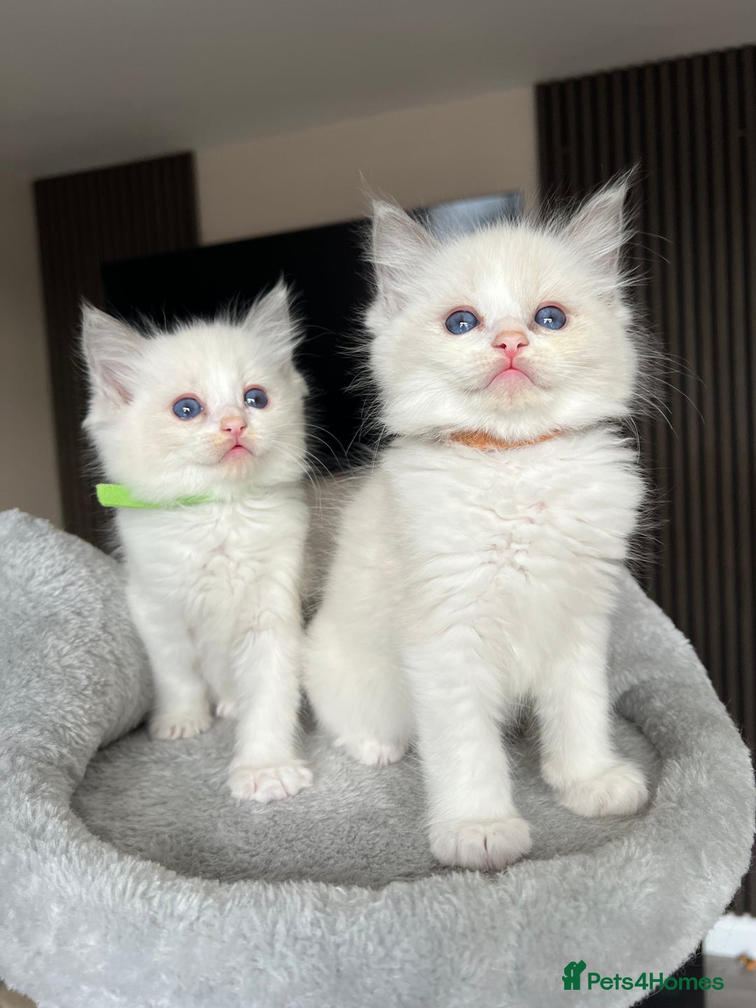 Ragdoll cats for sale: REGISTERED Ragdoll kittens HCM/PKD clear - Image 38