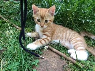 Mixed Breed cats Little darlings looking for loving homes - Advert 16