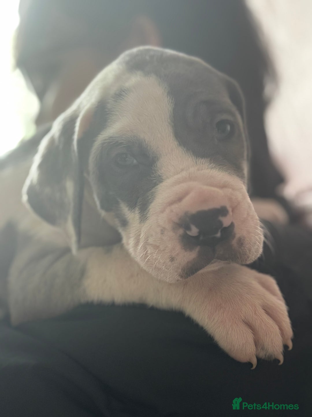 Great Dane dogs for sale: KC registered blue Great Dane puppies - Image 38