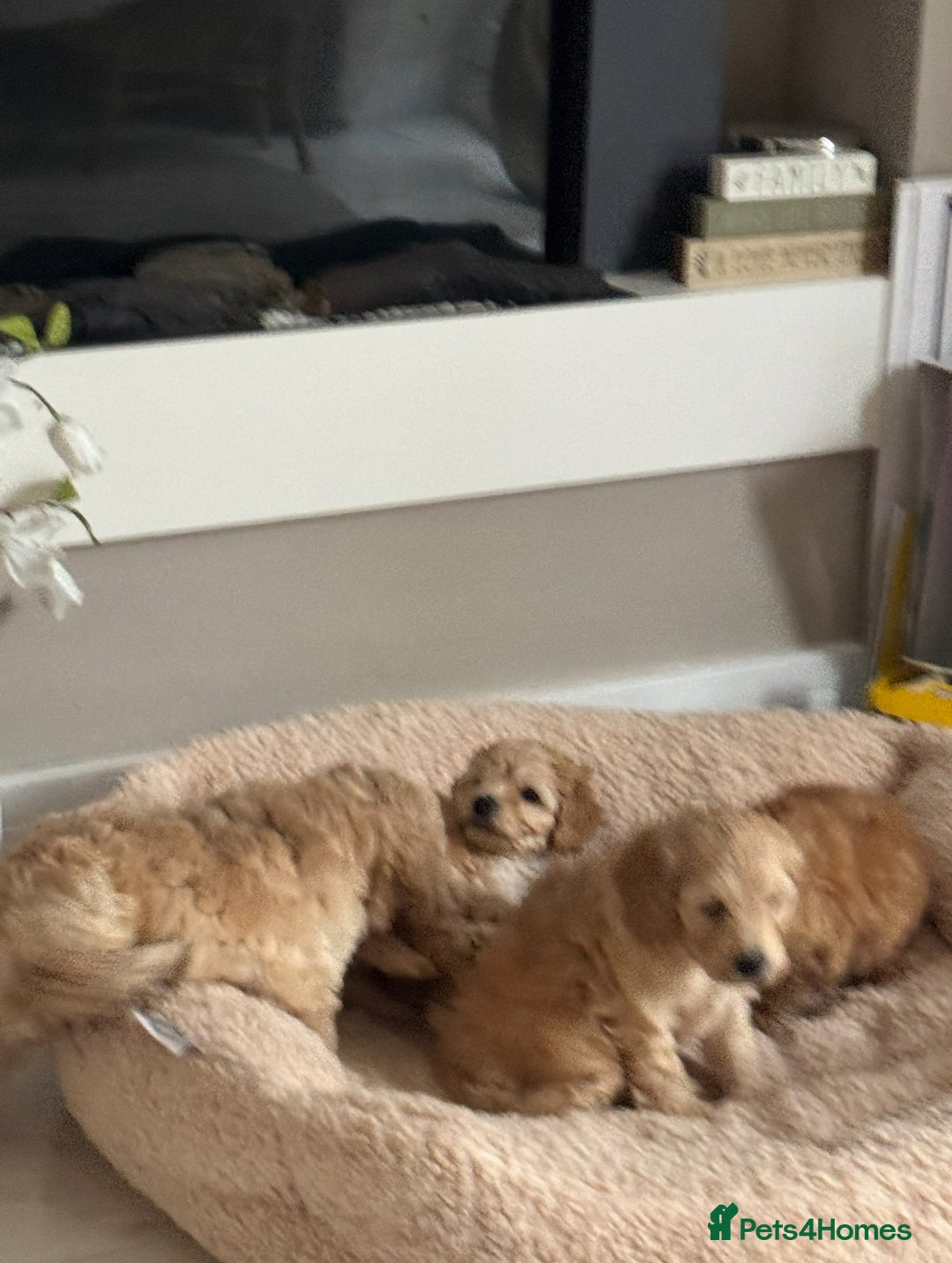 Cockapoo dogs for sale: stunning litter of cockapoo puppies  - Image 7