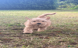 Aussiedoodle dogs for sale: Last Boy AussieDoodle Fully Vaccinated/Vet checked - Image 9