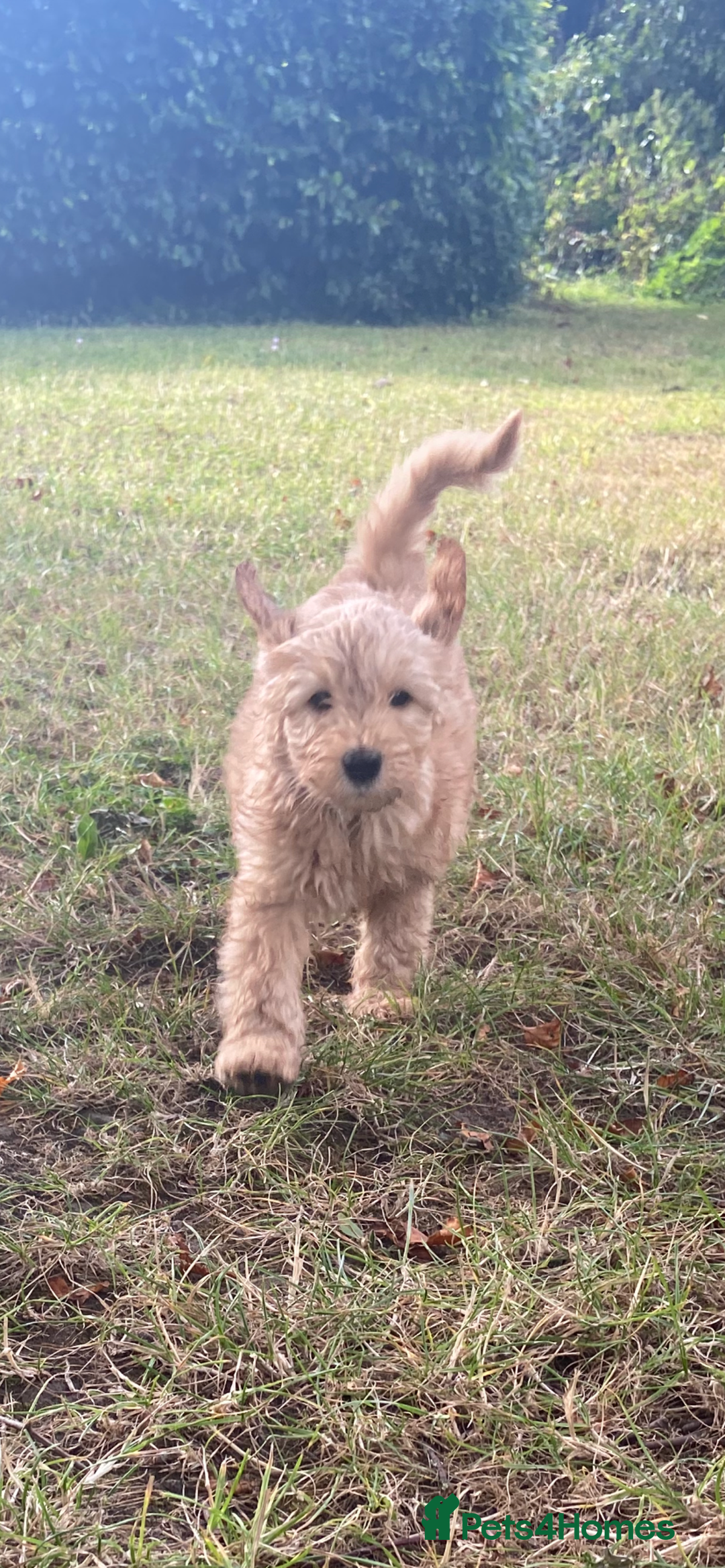 Aussiedoodle dogs for sale: Last Boy AussieDoodle Fully Vaccinated/Vet checked - Image 9