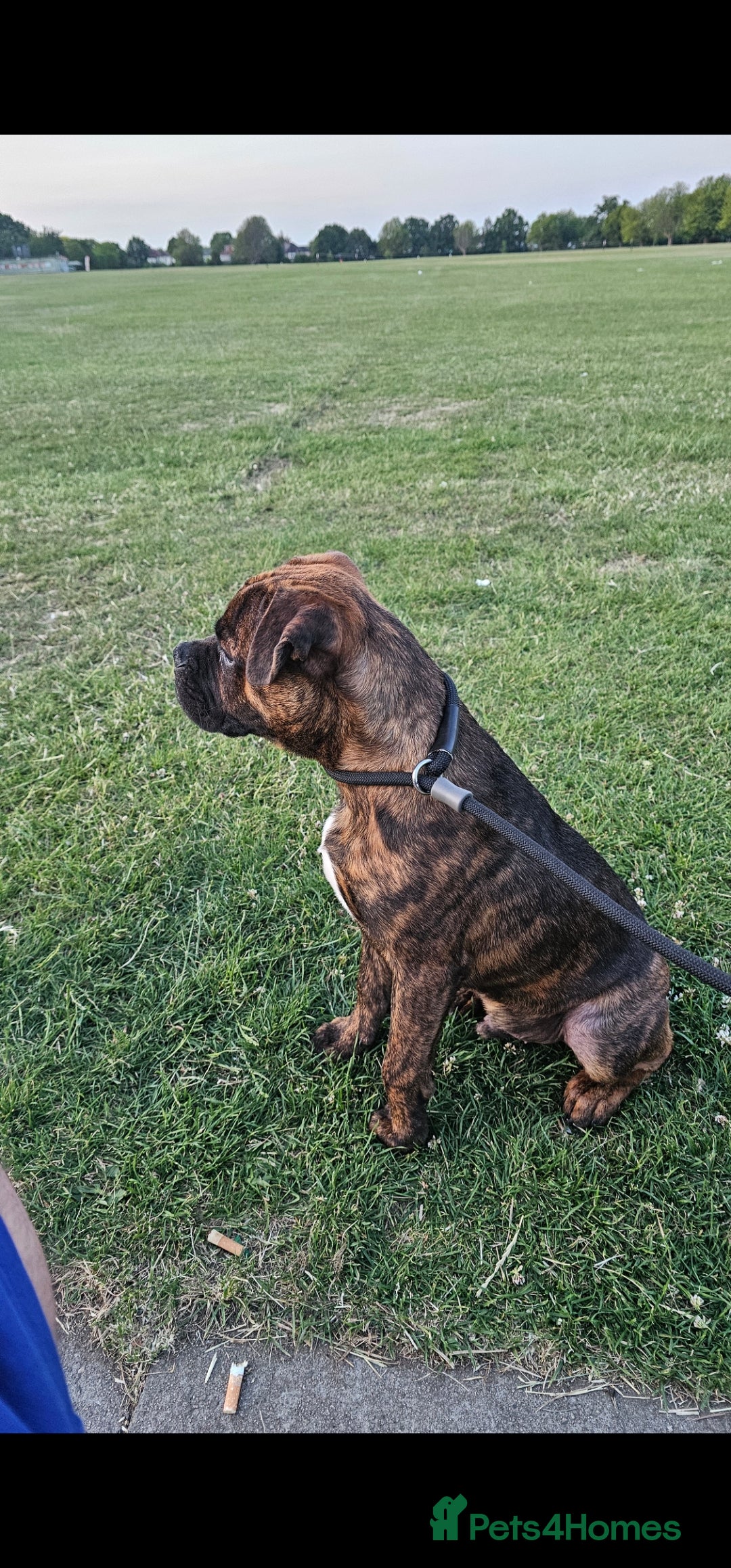 Staffordshire Bull Terrier dogs for sale: Bronson - Image 2