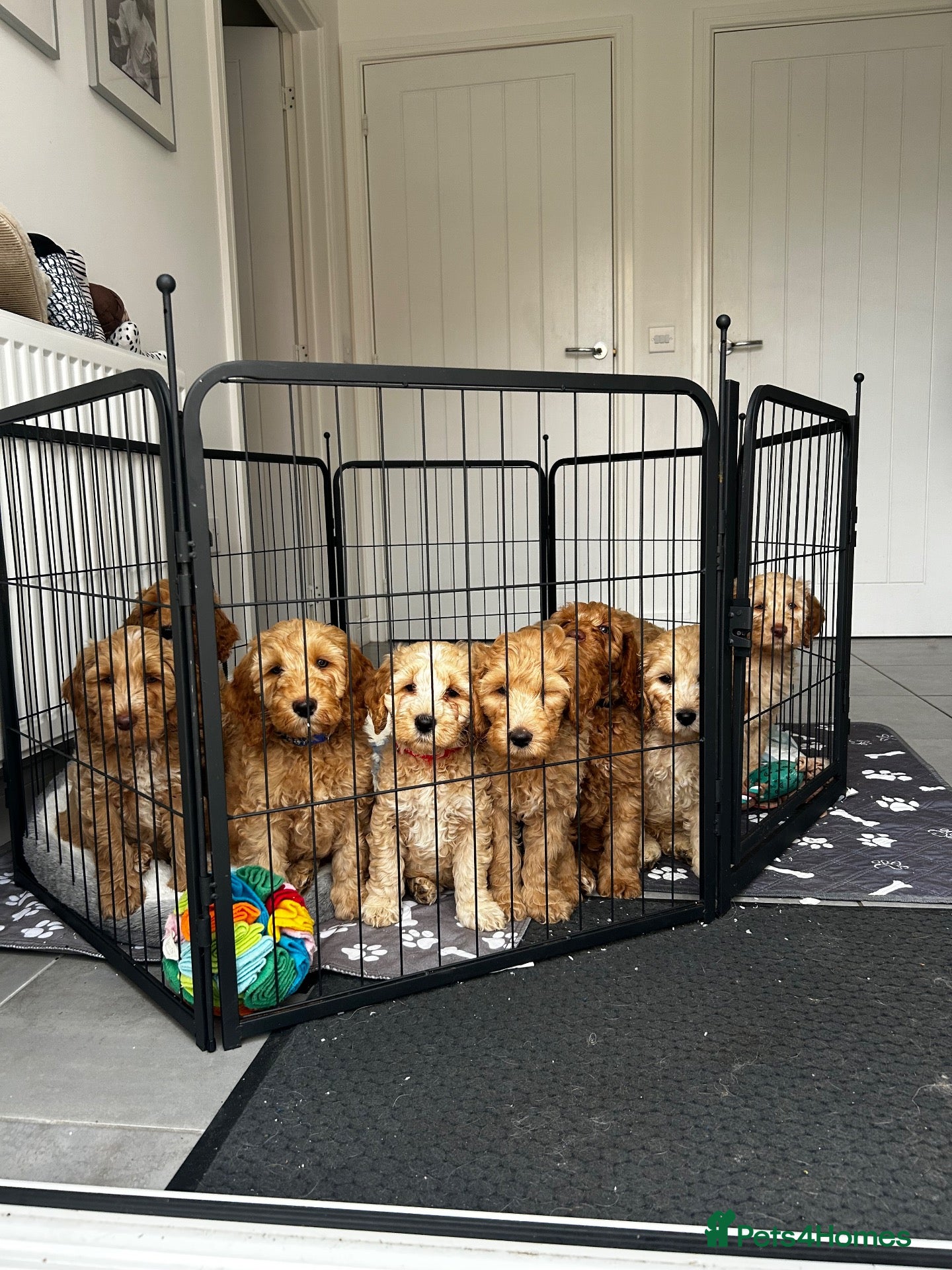 Australian Labradoodle dogs Australian labradoodle  - Advert 9