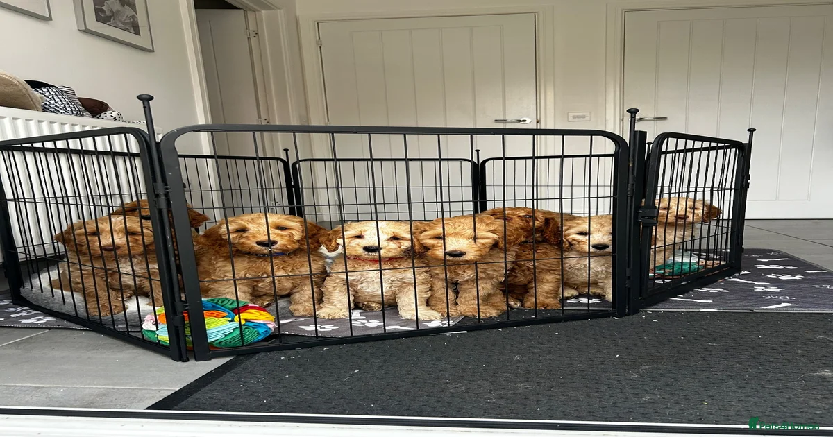 Puppies for sale in Scotland | Pets4Homes