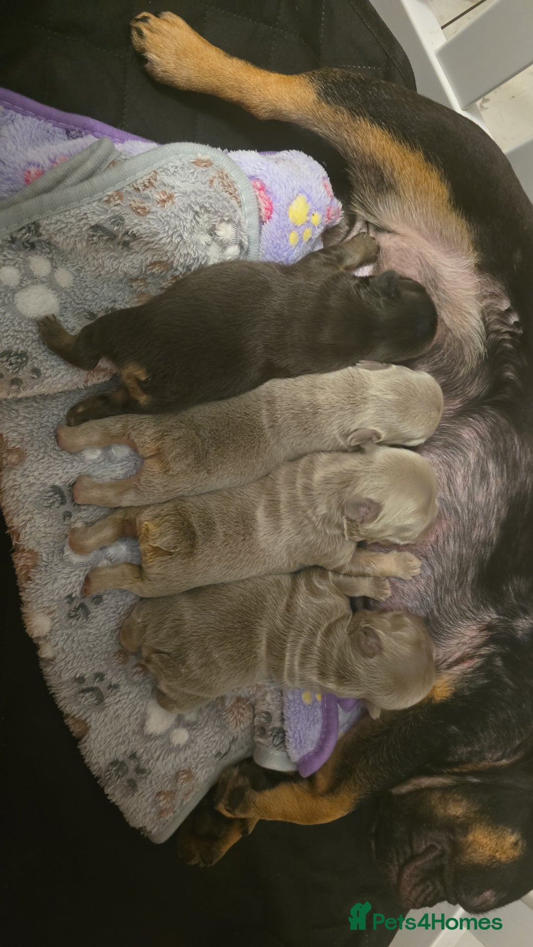French Bulldog dogs for sale: ⭐️ QUALITY FRENCH BULLDOG PUPPIES ⭐️ - Image 8