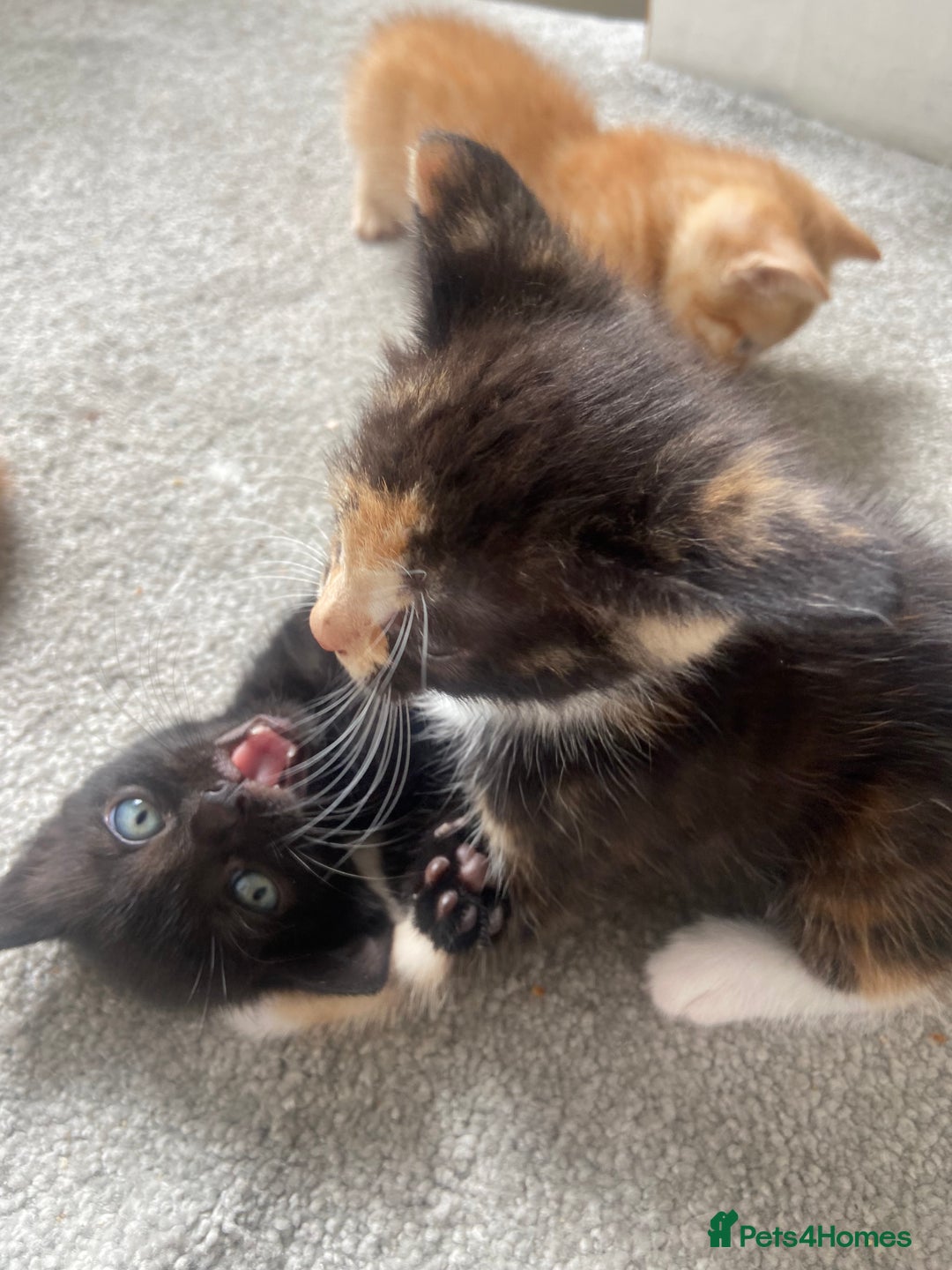 British Shorthair cats for sale: 4 Gorgeous kittens - Image 3
