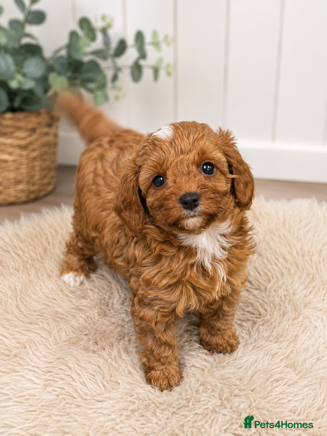 Cavapoo dogs extensively health tested toy cavapoo Girl puppy - Advert 3
