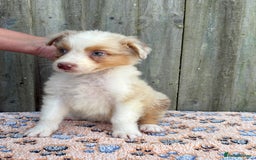 Australian Shepherd dogs for sale: Beautiful pedigree Australian Shepherd puppies - Image 9