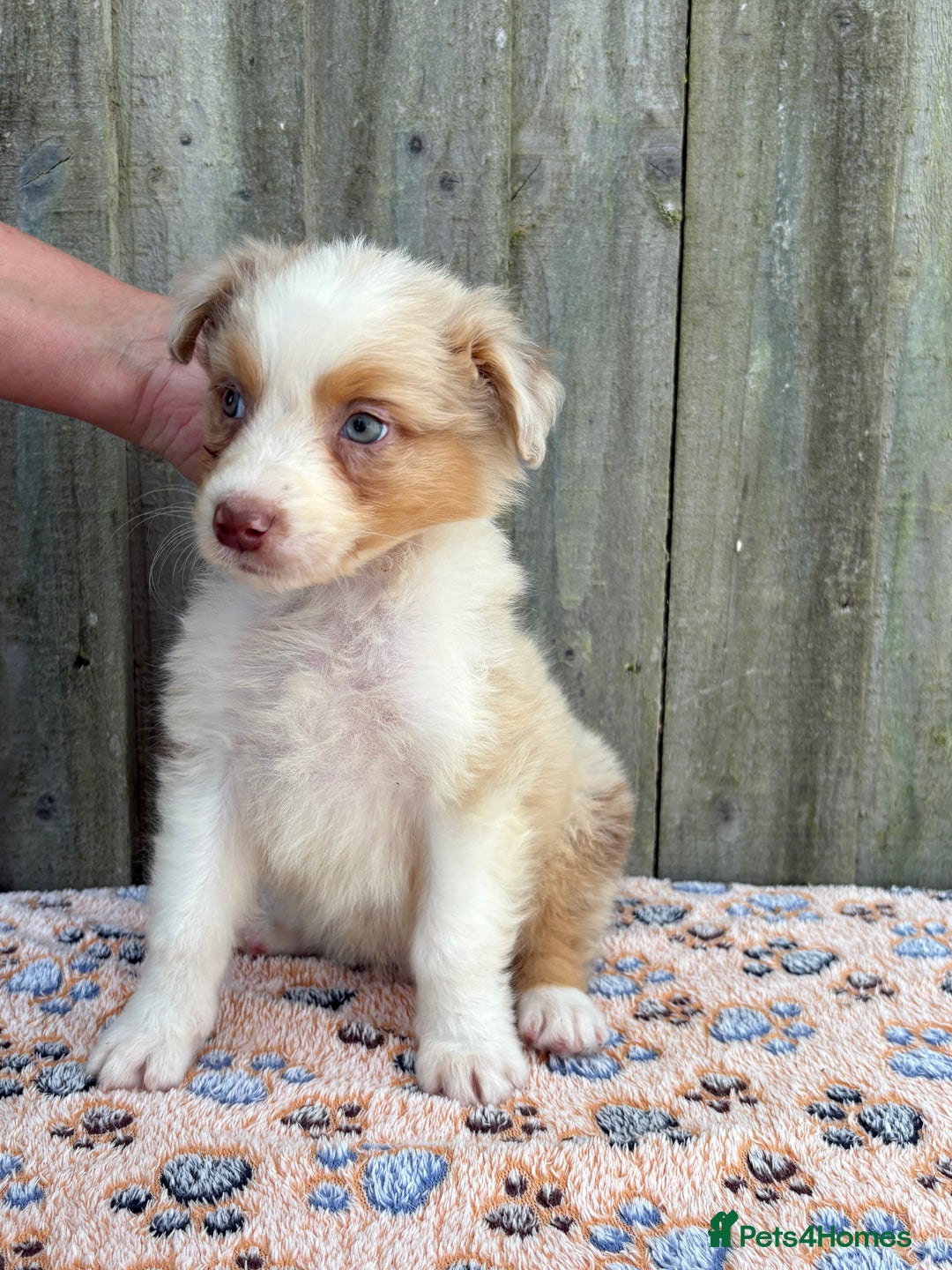 Australian Shepherd dogs for sale: Beautiful pedigree Australian Shepherd puppies - Image 9