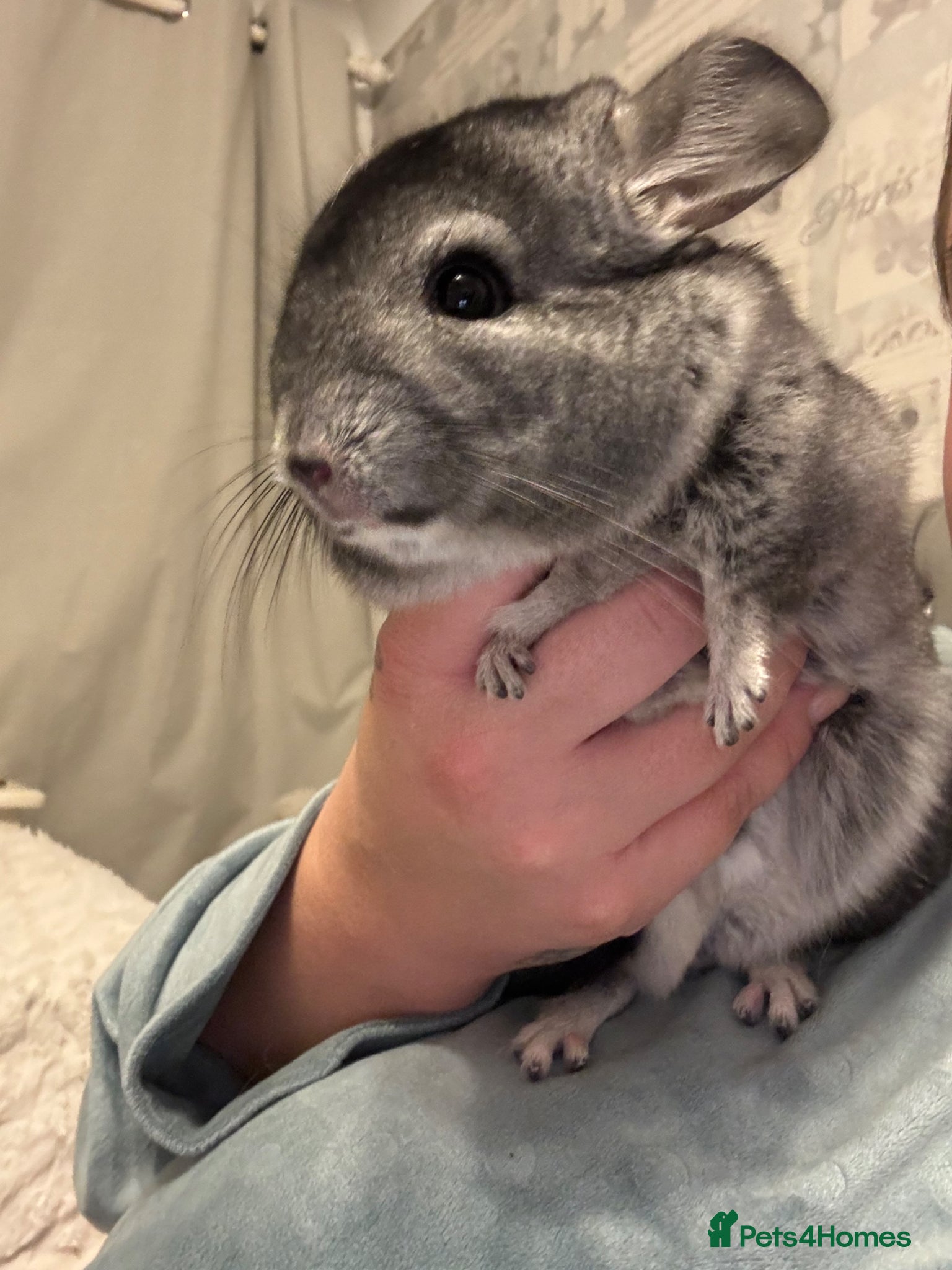 Chinchilla rodents Chinchilla for sale  - Advert 7