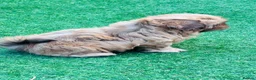 Shih Tzu dogs for sale: Handsome liver Shih Tzu boy puppy  - Advert 9