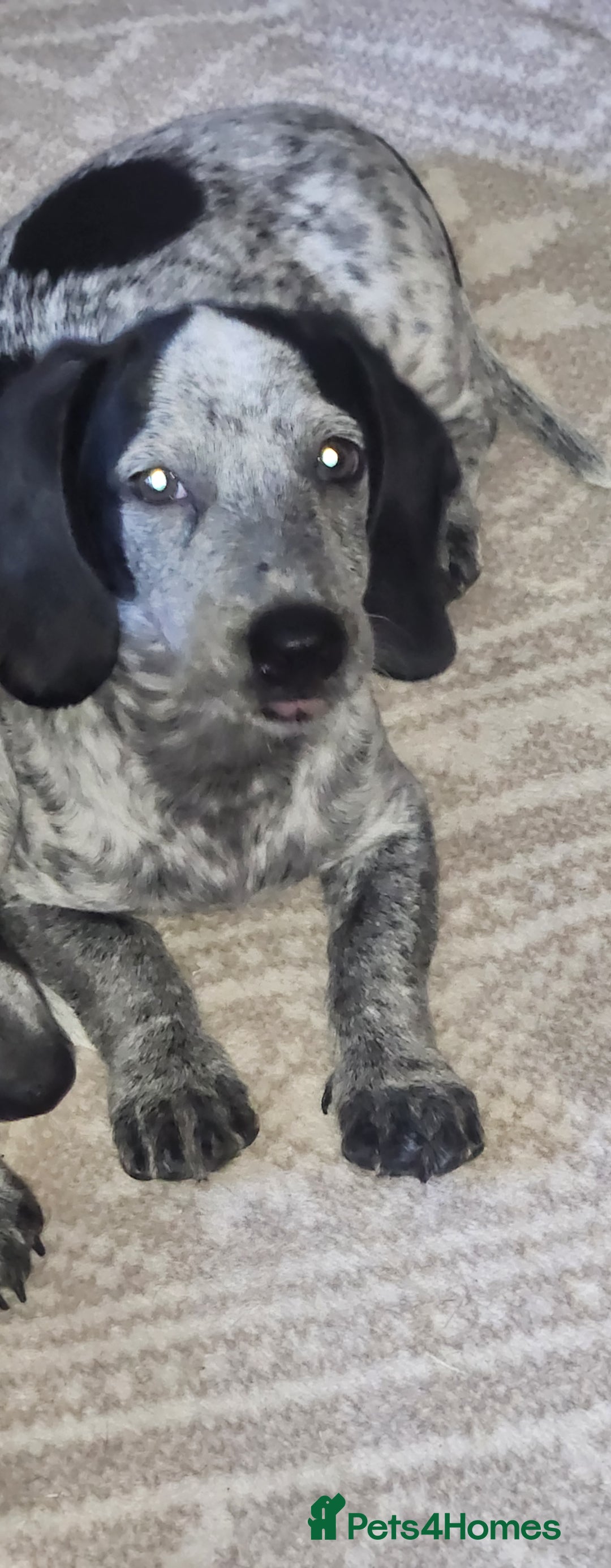 Dachshund dogs for sale: Sale of Stunning Dachshund Puppies starting at  - Image 12