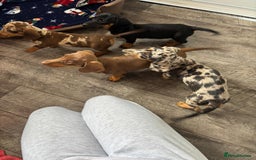 Dachshund dogs for sale: Miniture dachshund puppies  - Image 9