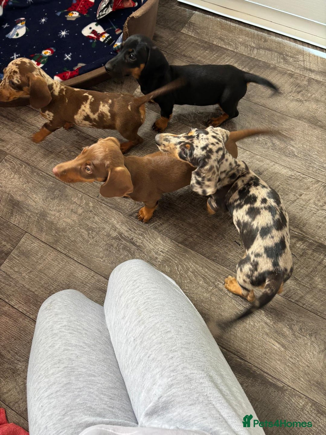 Dachshund dogs for sale: Miniture dachshund puppies  - Image 9