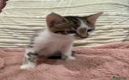 Mixed Breed cats for sale: 2 Babies Left! Waiting For Their Forever Home - Image 7