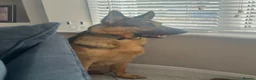 German Shepherd dogs for stud: Kc reg German Shepherd for stud   - Advert 3