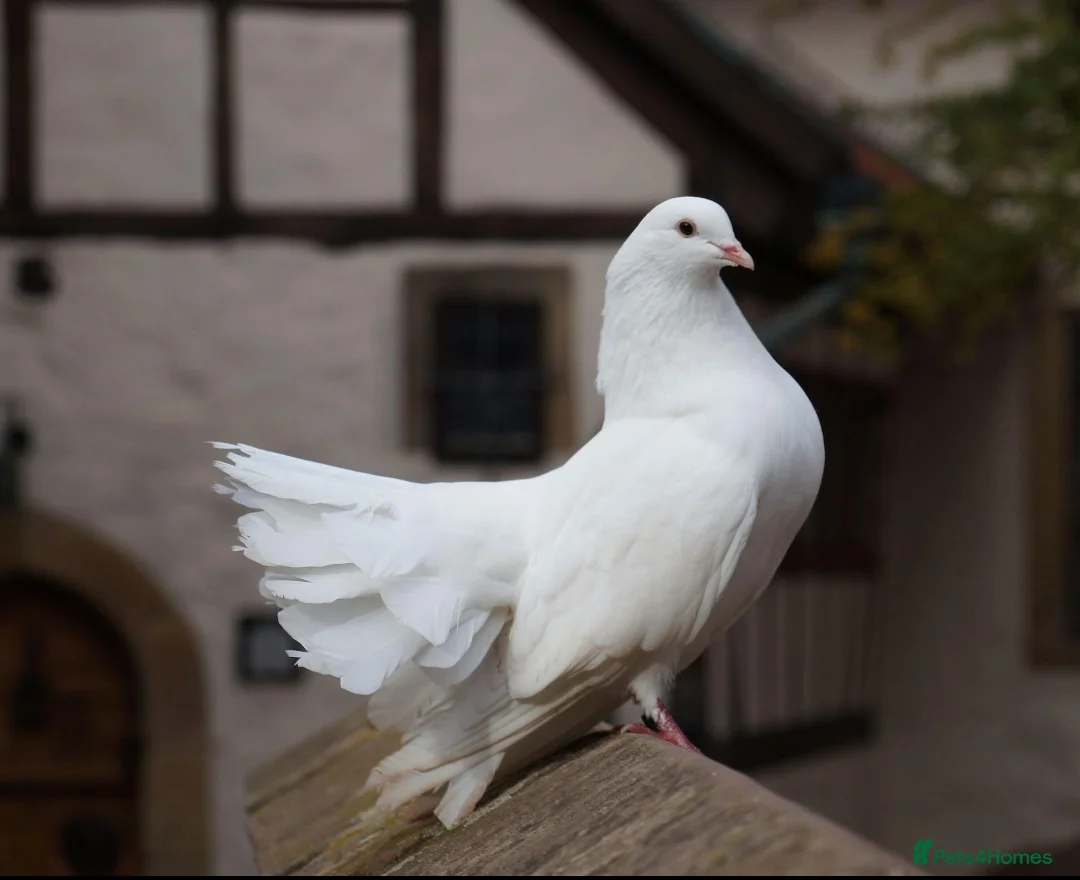 Pigeons birds for sale: Fantail pigeon  - Advert 2