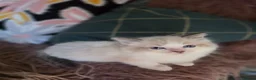Ragdoll cats for sale: GCCF Registered Gorgeous Kittens  - Advert 14