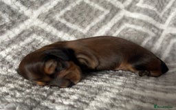 Miniature Dachshund dogs for sale: Beautiful Miniature Dachshunds  - Image 2