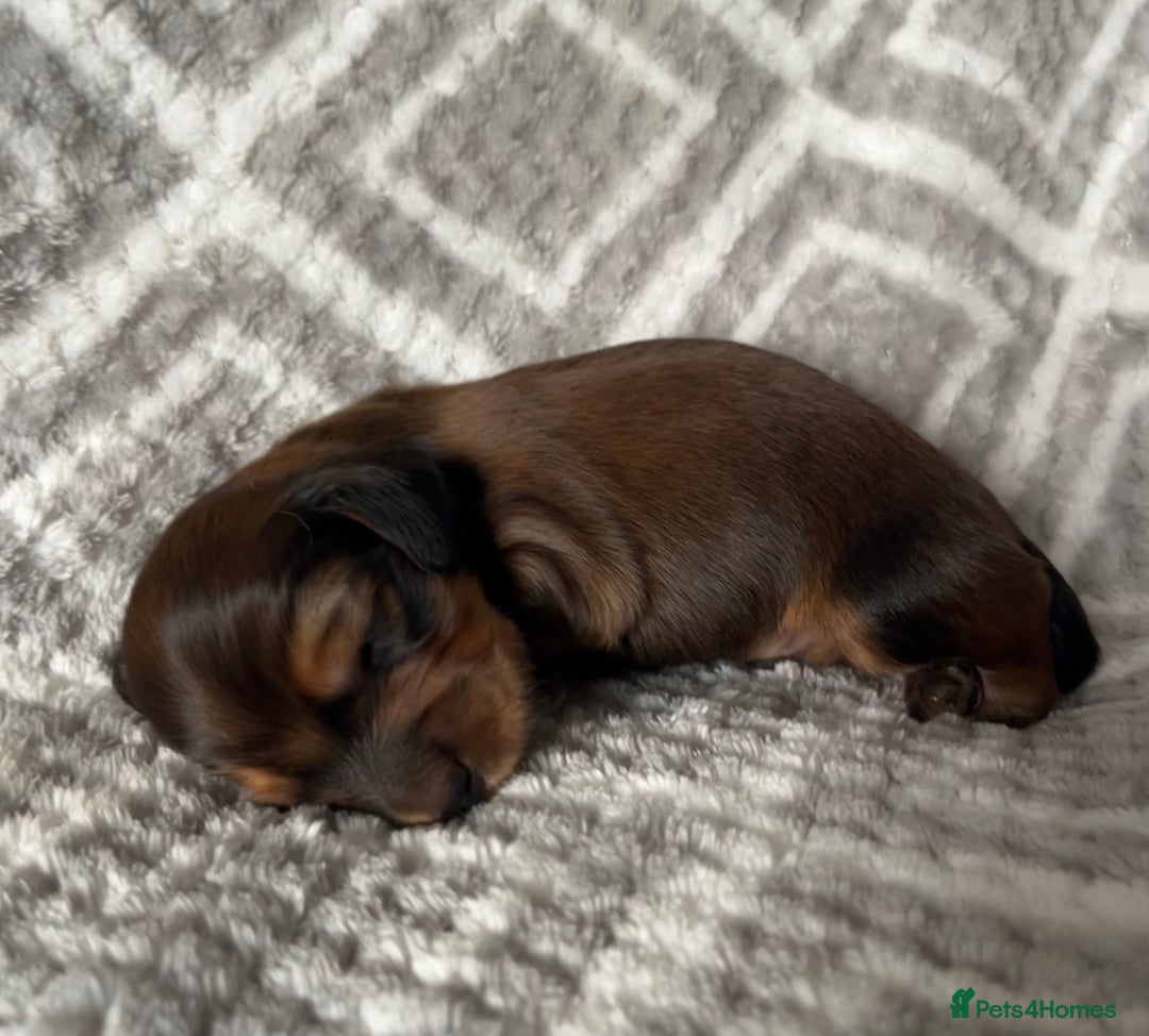 Miniature Dachshund dogs for sale: Beautiful Miniature Dachshunds  - Image 2