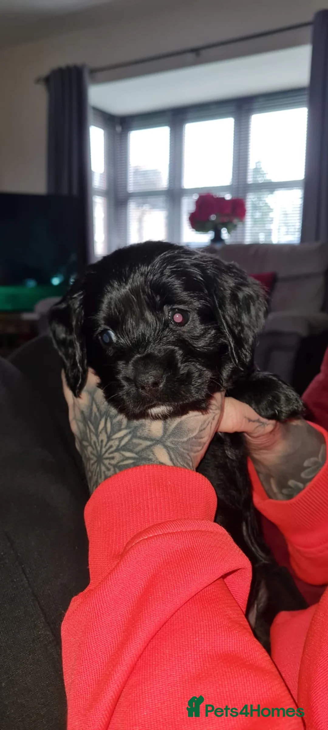 Mixed Breed dogs for sale: Beautiful Cavapoo puppies  - Advert 33