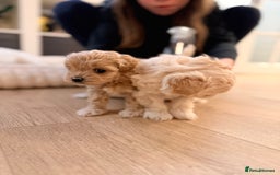 Maltipoo dogs for sale: 💛  Maltipoo Puppies Ready 16th Dec  💛 - Advert 7