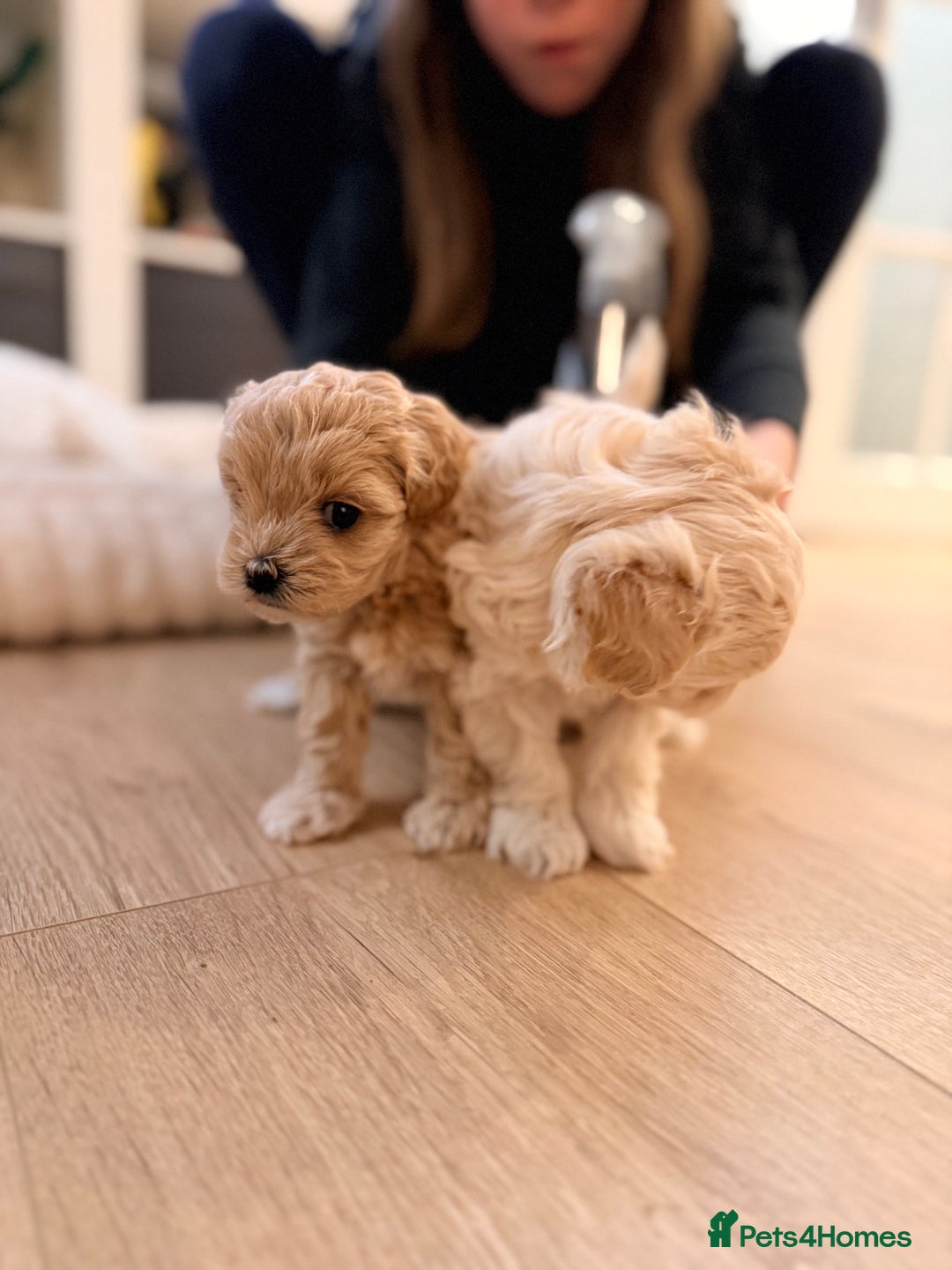 Maltipoo dogs for sale: 💛  Maltipoo Puppies Ready 16th Dec  💛 - Advert 7
