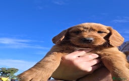 Labradoodle dogs for sale: 7 Miniture labradoodles  - Image 5