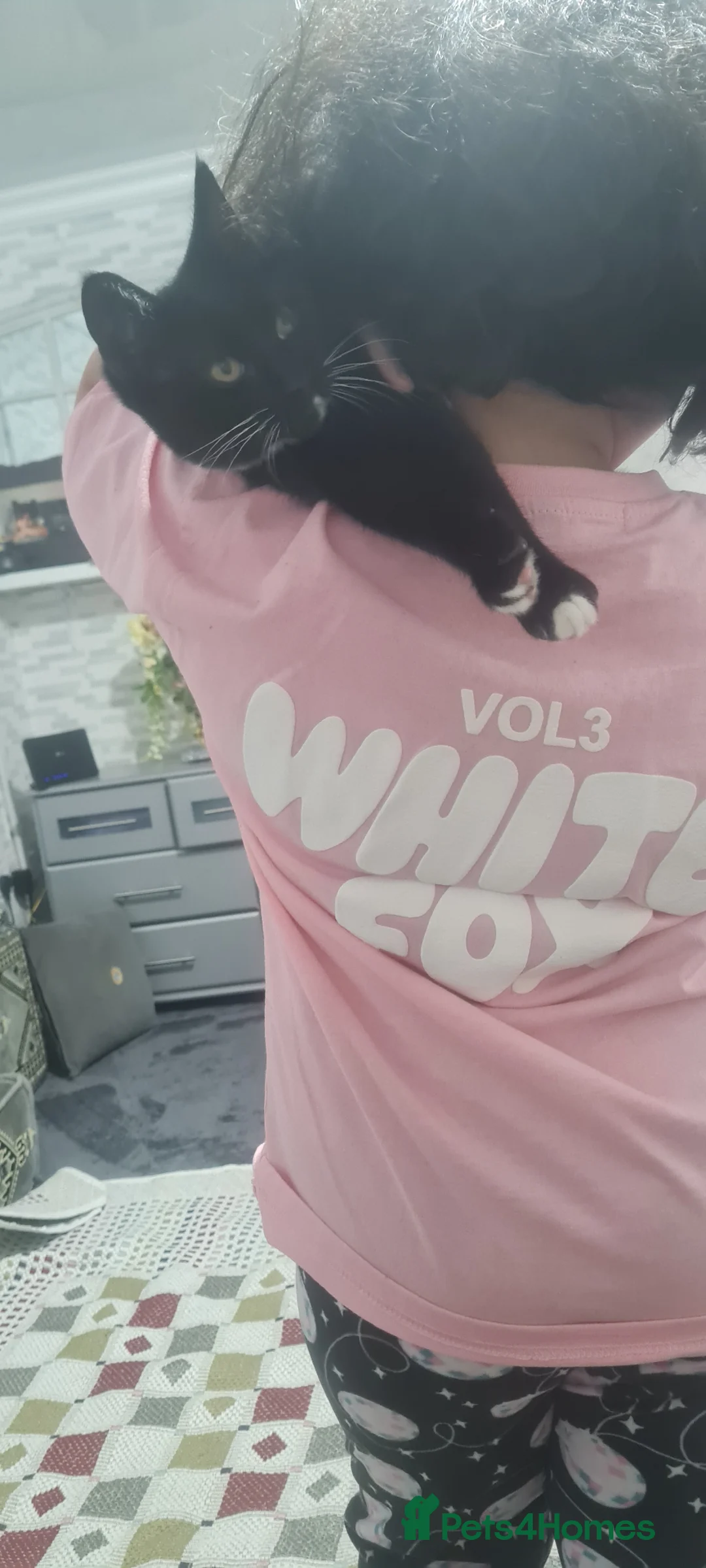 Domestic Shorthair cats for sale: Black cat in Birmingham - Advert 2