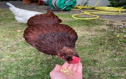 Hens poultry for sale: cheeky chicken looking for a new home  - Image 4