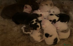English Bulldog dogs for sale: 🌟 health tested parents 🌟 - Image 5