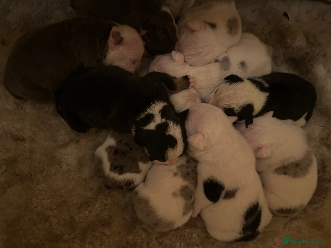 English Bulldog dogs for sale: 🌟 health tested parents 🌟 - Image 5