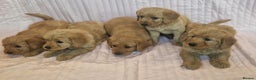 Labradoodle dogs for sale: Beautiful F1 Labradoodles - Advert 15