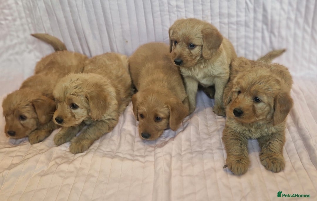 Labradoodle dogs for sale: Beautiful F1 Labradoodles - Advert 15