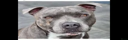 Staffordshire Bull Terrier dogs for stud: Proven Staffordshire Bull Terrier for stud in Farnborough - Advert 13