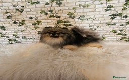 Pomeranian dogs for sale: Pomeranian show dogs x2 - Image 5