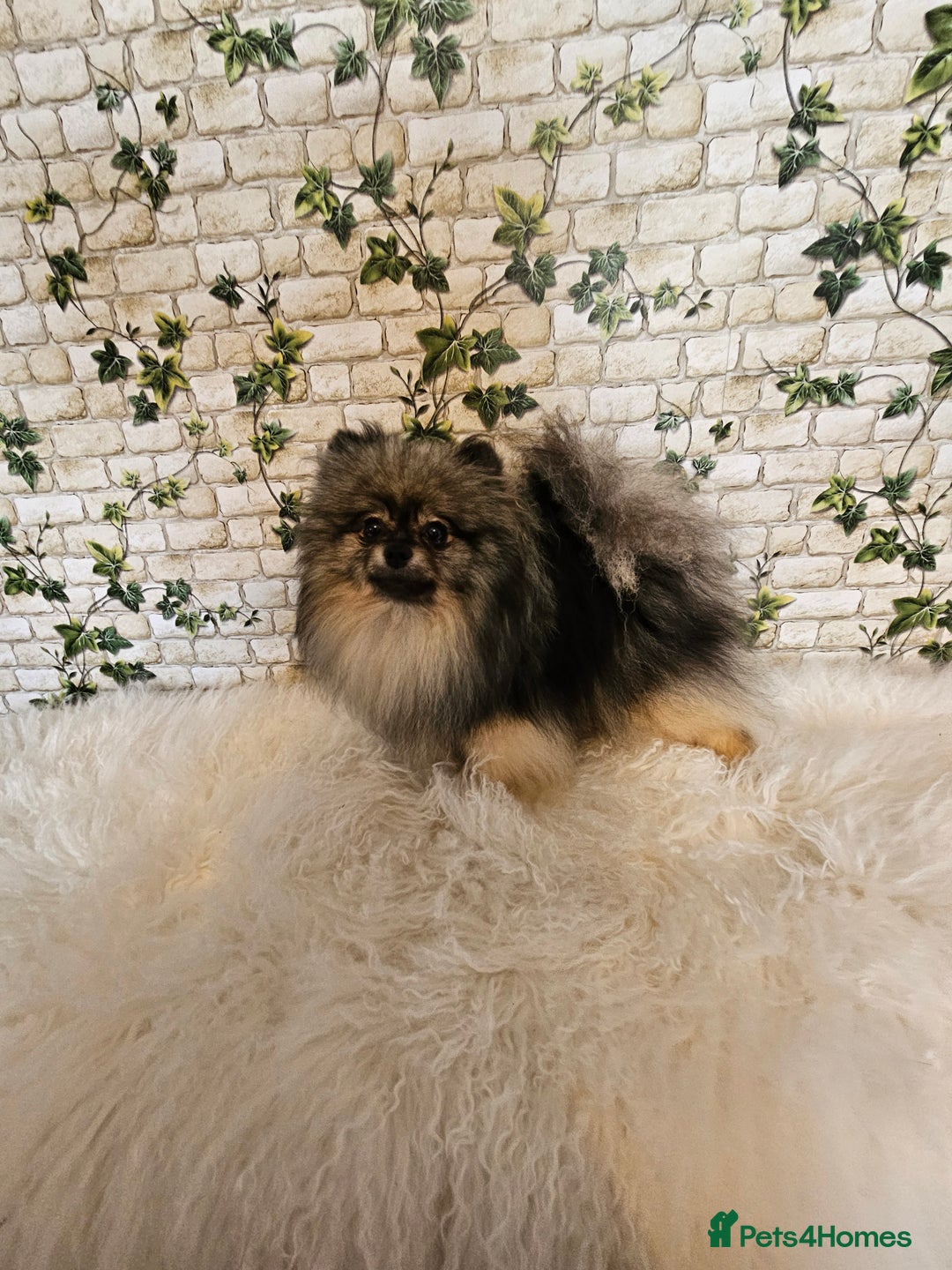 Pomeranian dogs for sale: Pomeranian show dogs x2 - Image 5