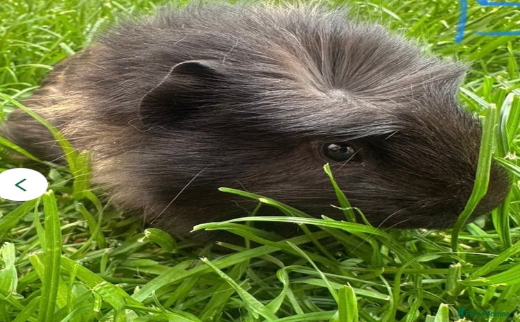 Guinea Pig rodents - Advert 1