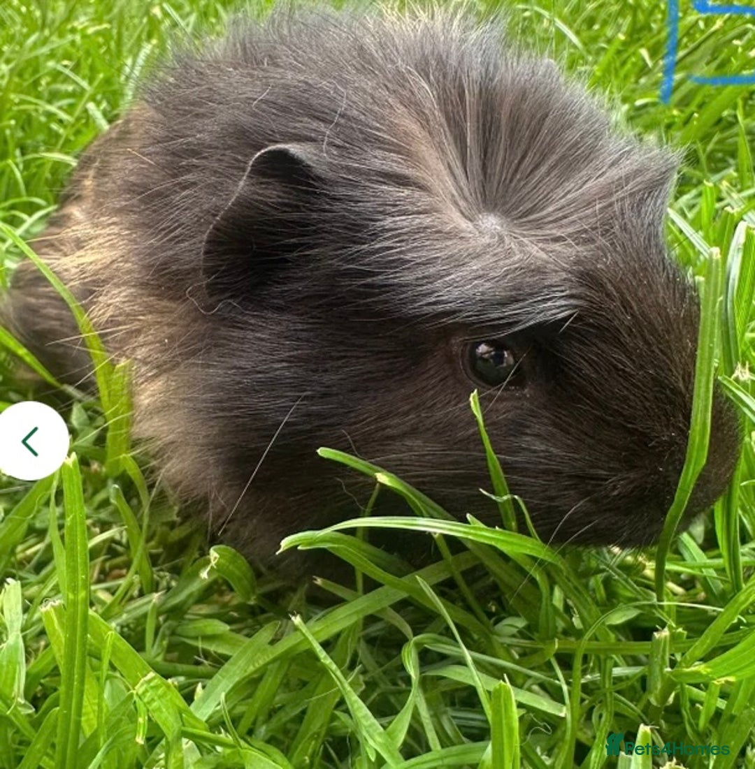 Guinea Pig rodents for sale: 2 male guinea pigs for sale! - Image 1